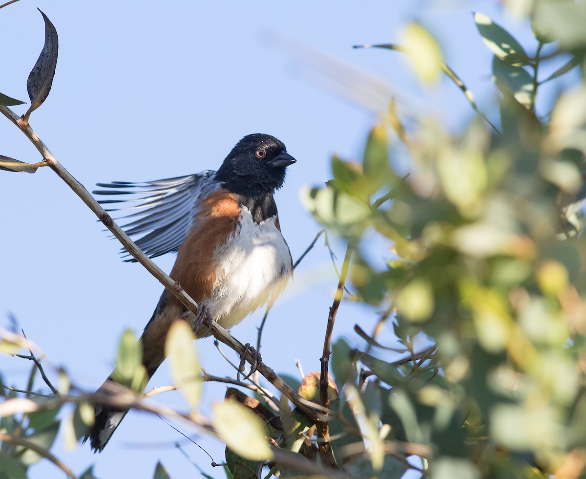 Spotted Towhee - David Sutton