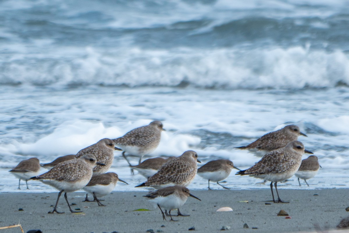 Black-bellied Plover - Grace Oliver