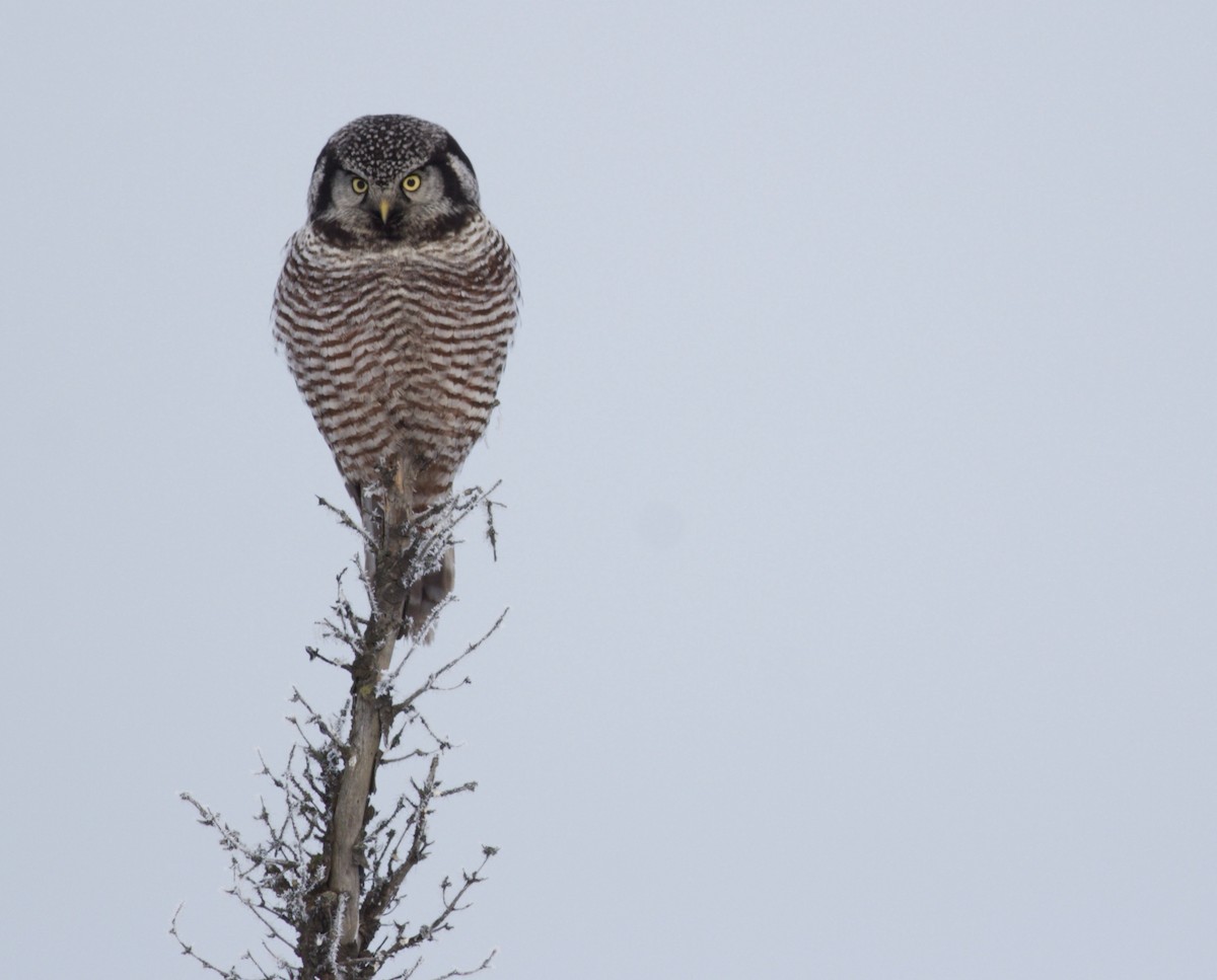 Northern Hawk Owl - Ben Lagasse