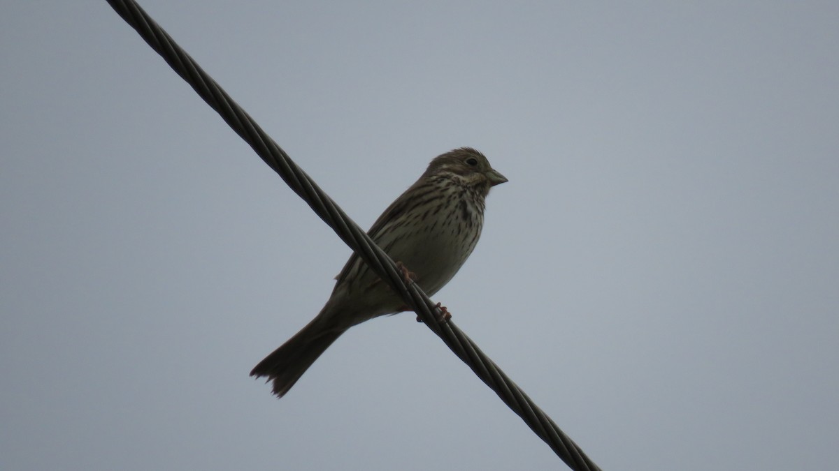 Corn Bunting - ML141112981