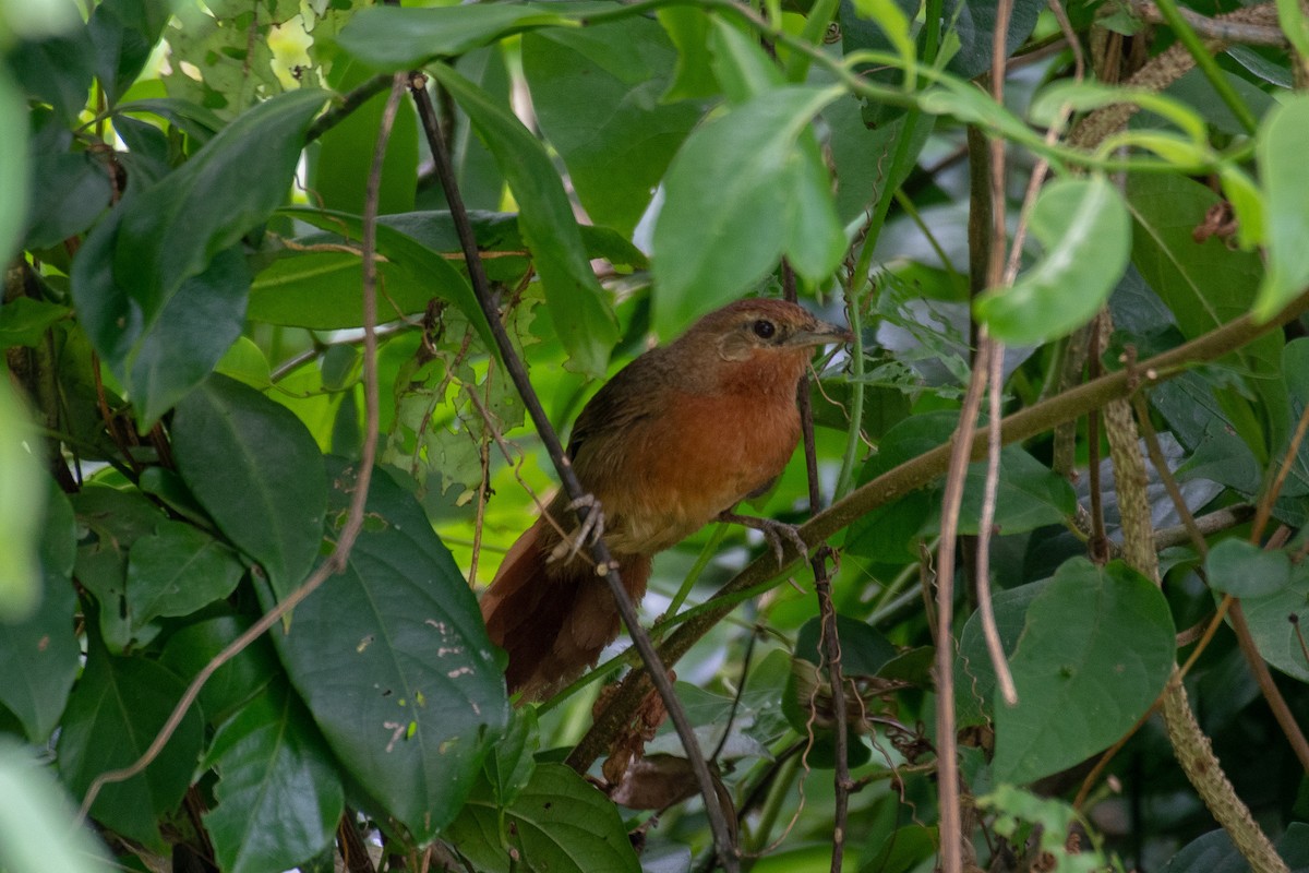 Orange-breasted Thornbird - ML141113471