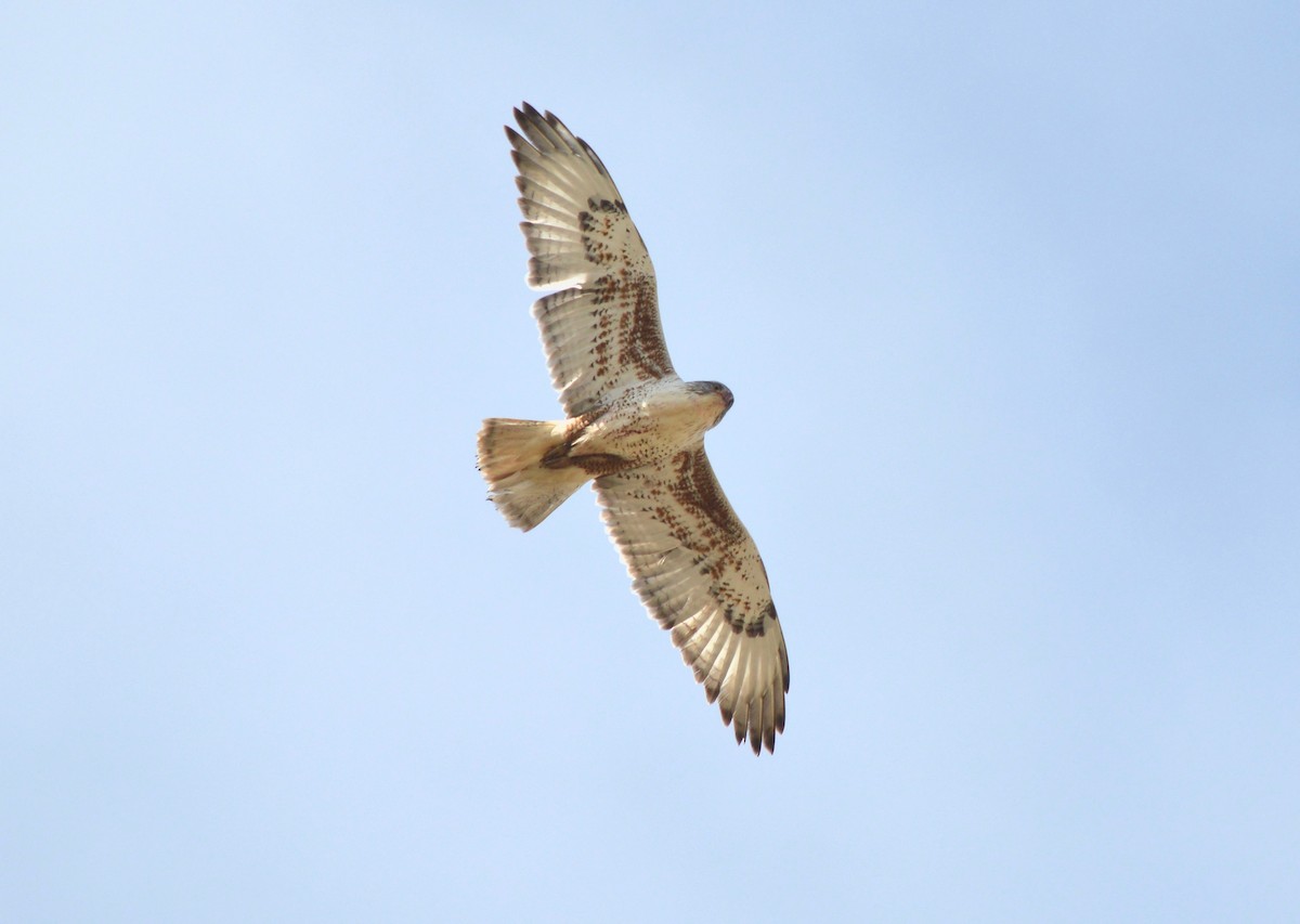 Ferruginous Hawk - ML141114501