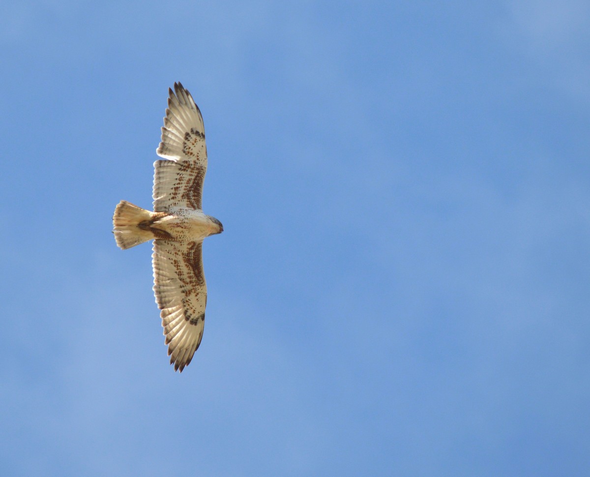 Ferruginous Hawk - ML141114511