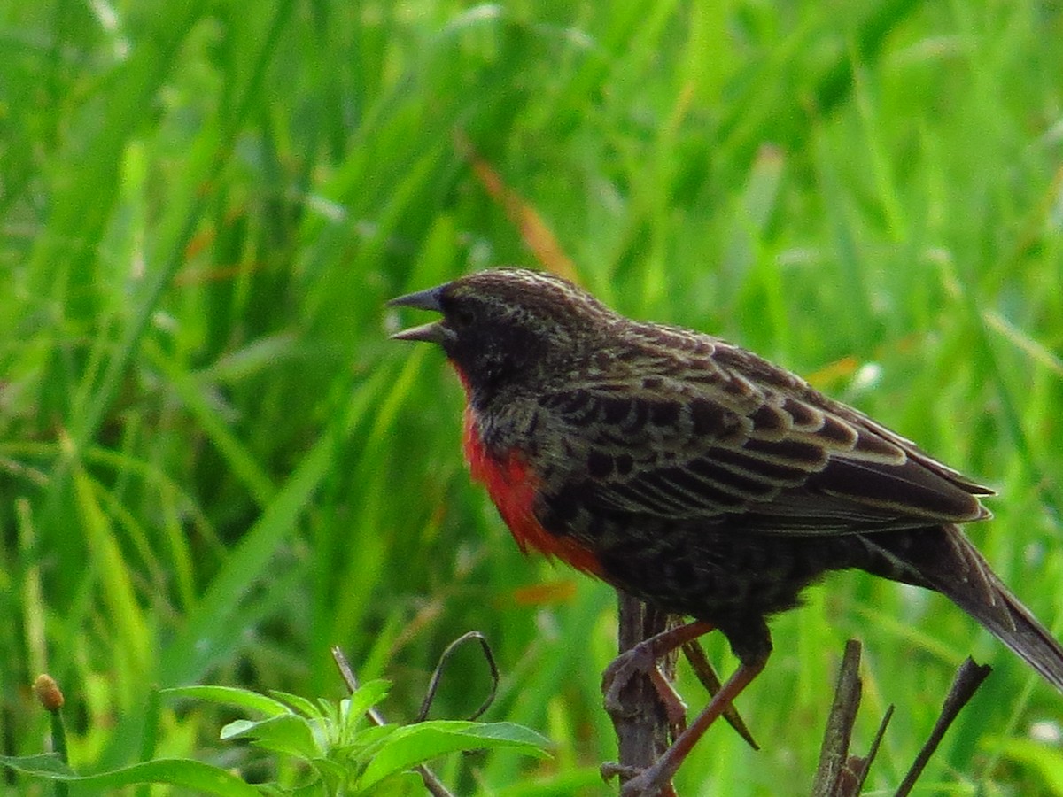 ムネアカマキバドリ - ML141115251