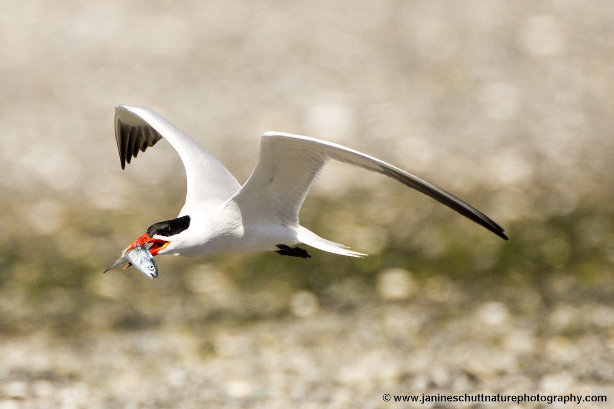 Caspian Tern - Janine Schutt