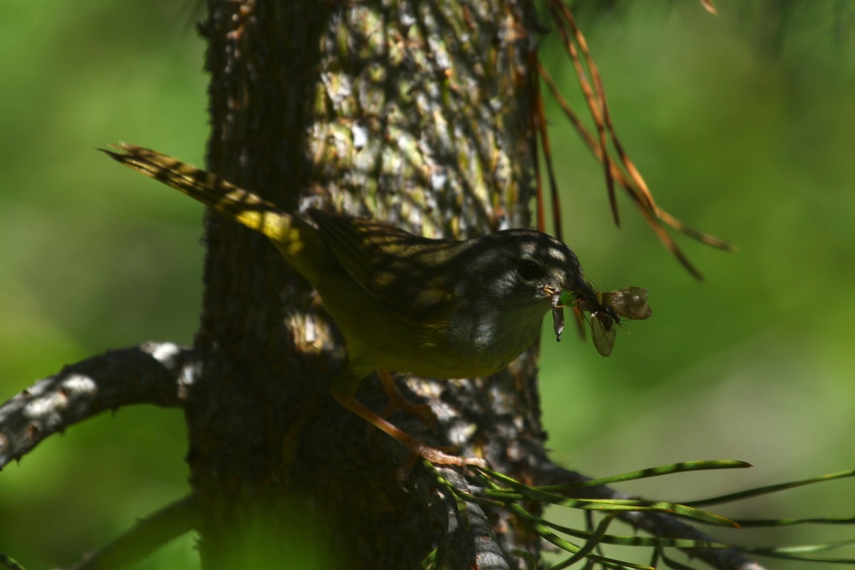 MacGillivray's Warbler - ML141115521