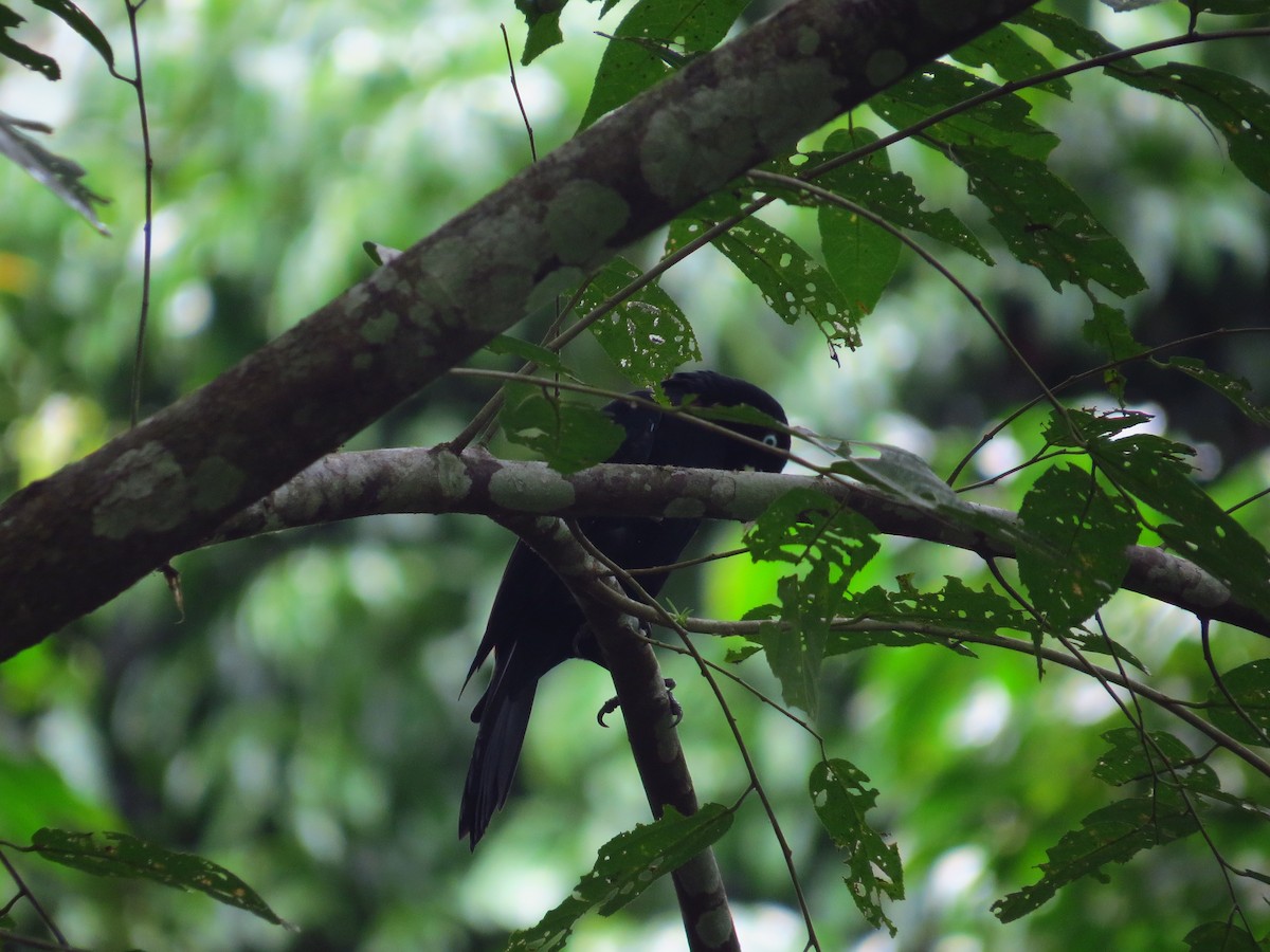 Cacique Lomiescarlata - ML141116131