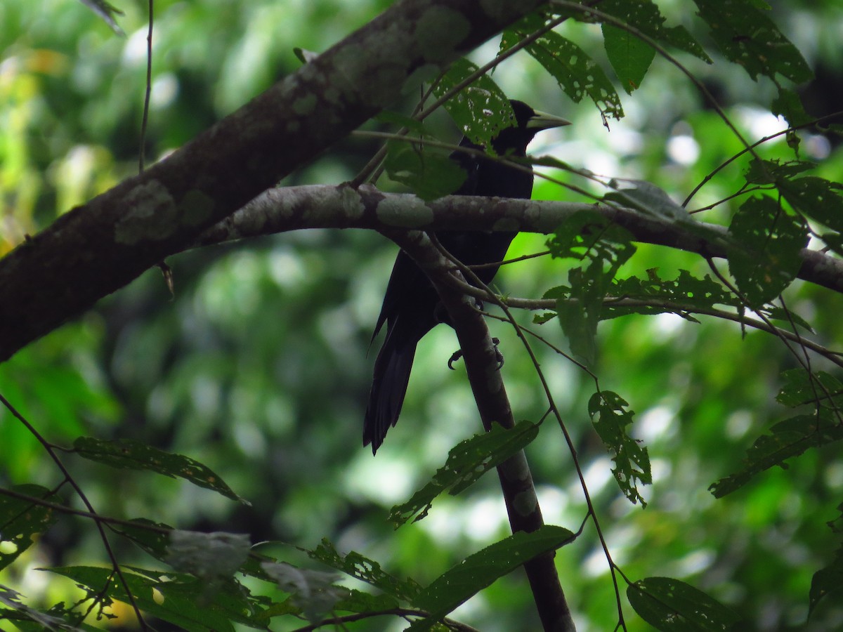 Cacique Lomiescarlata - ML141116141