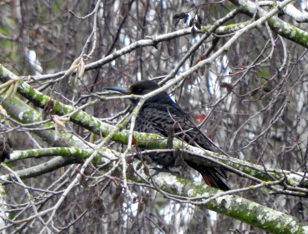 Northern Flicker - ML141116231