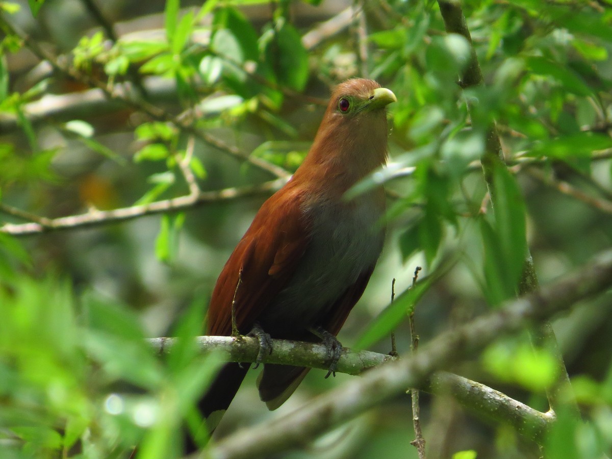 Squirrel Cuckoo - ML141116301