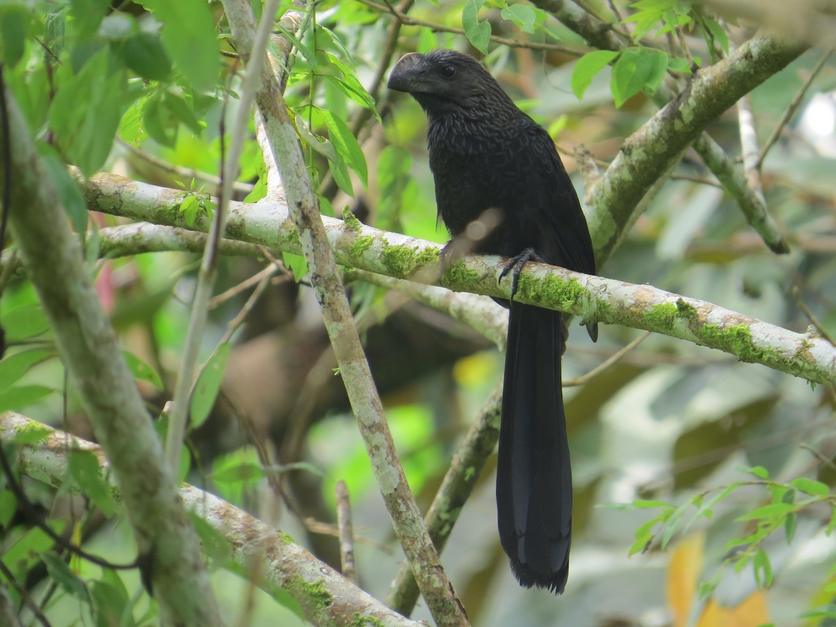 Smooth-billed Ani - ML141116351