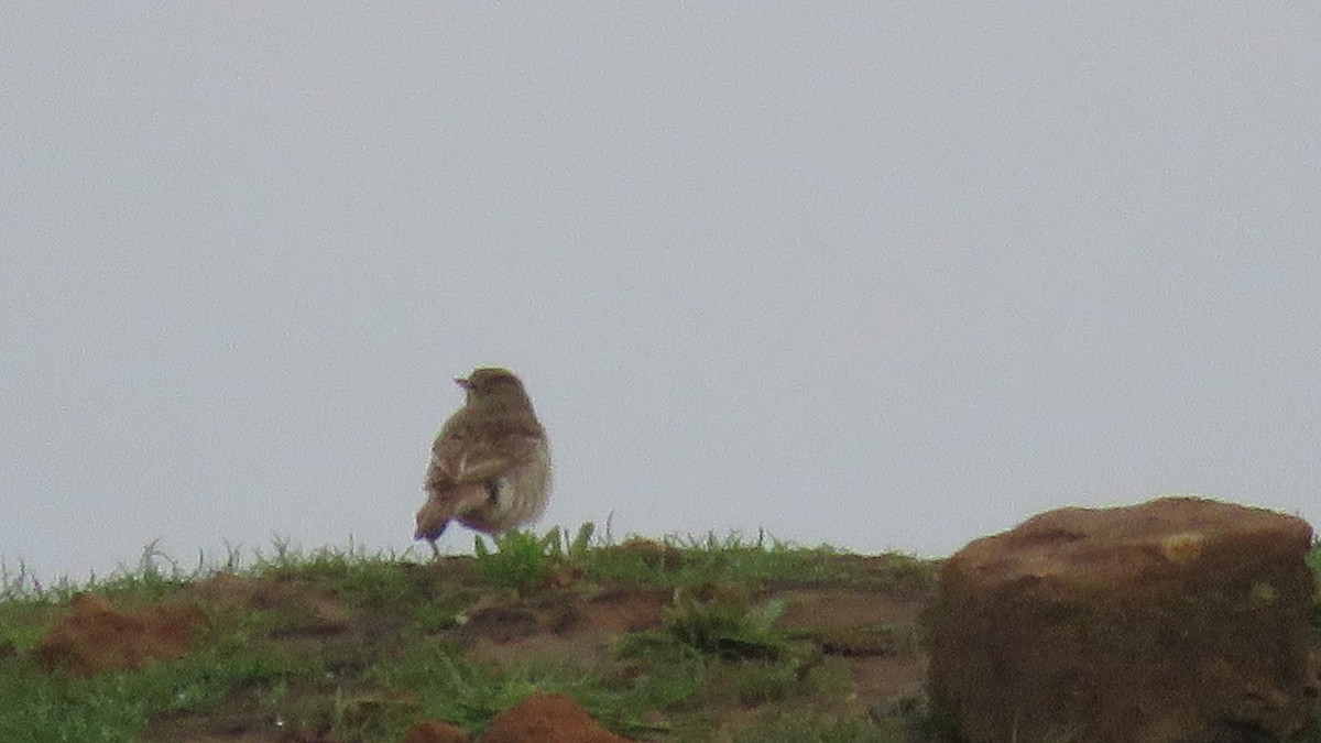 Persian Wheatear - ML141116631