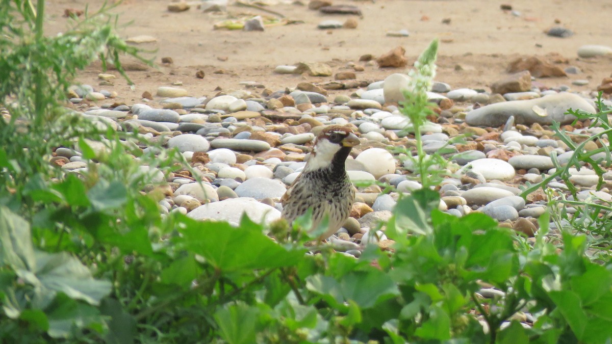 Spanish Sparrow - ML141116701