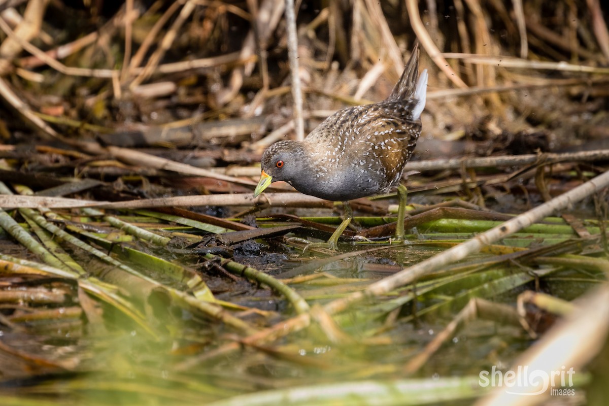 Australian Crake - ML141118091