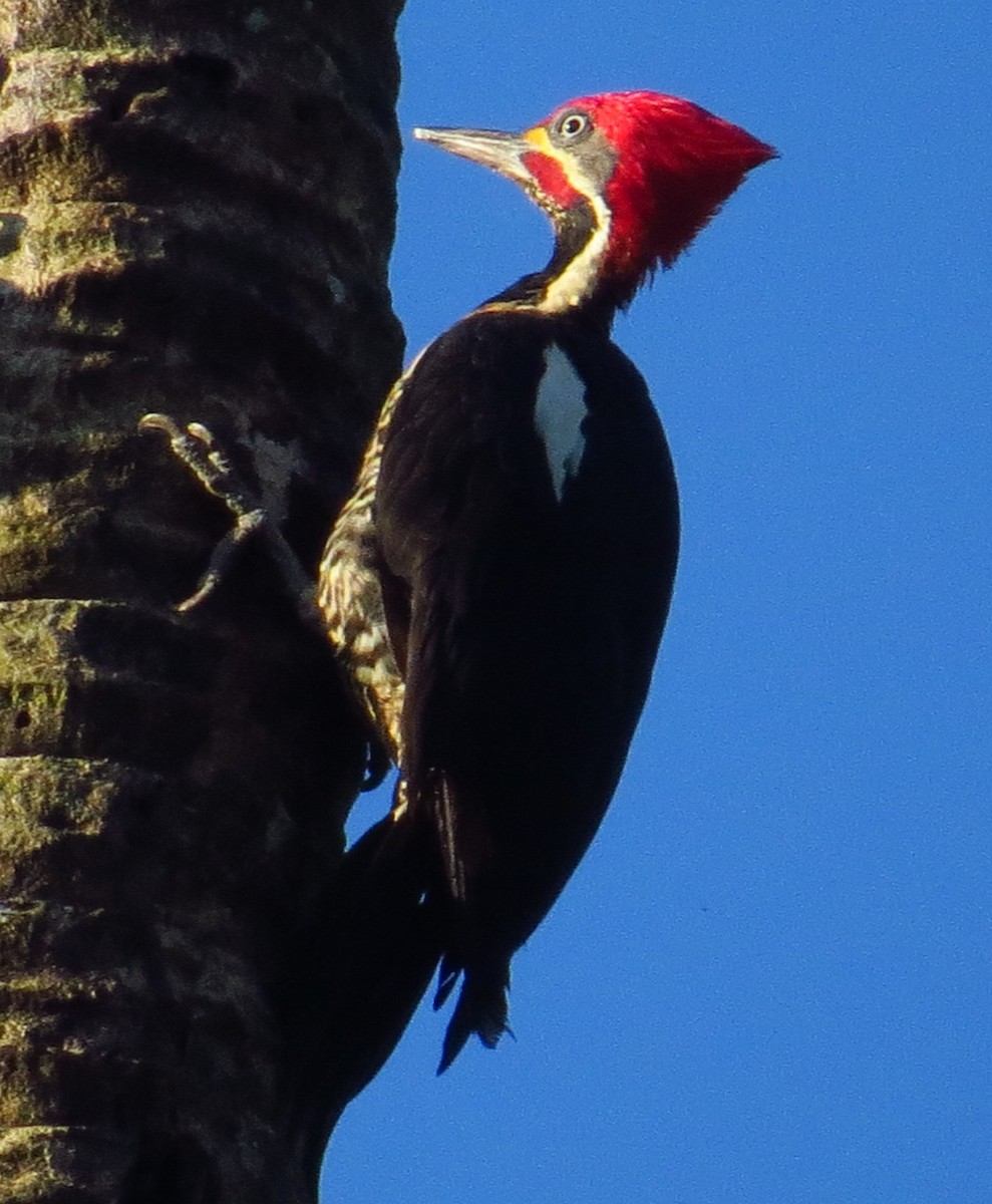 Lineated Woodpecker - ML141118221