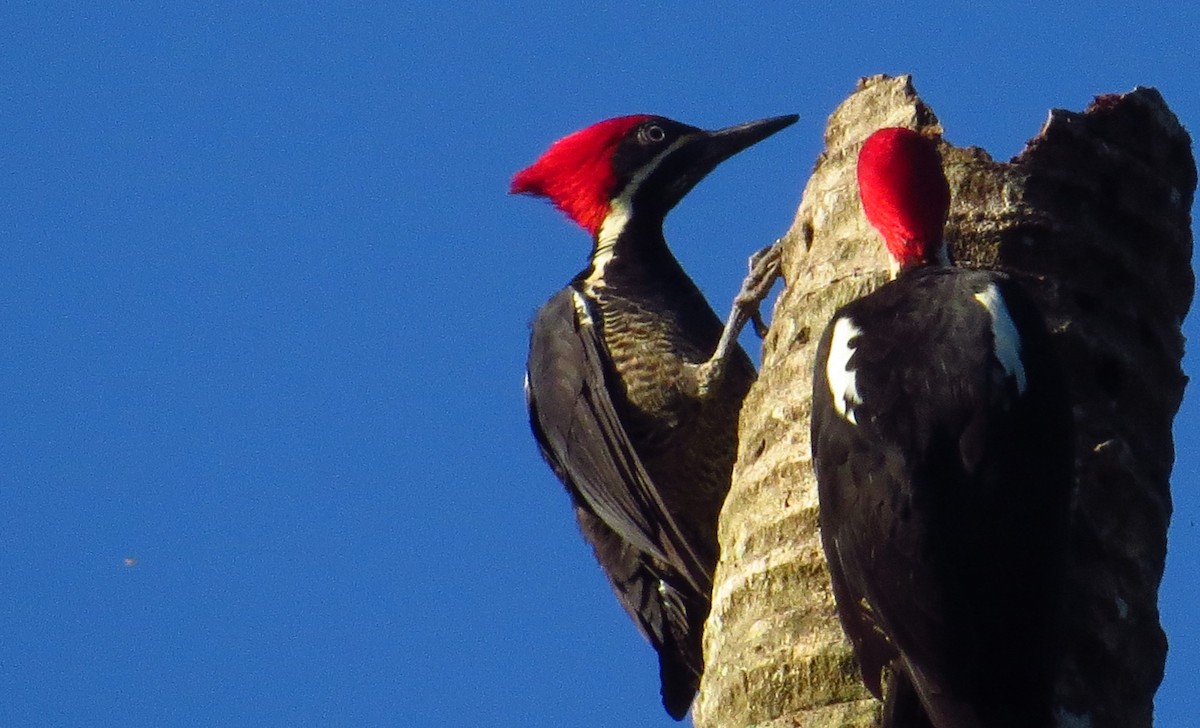 Lineated Woodpecker - ML141118241