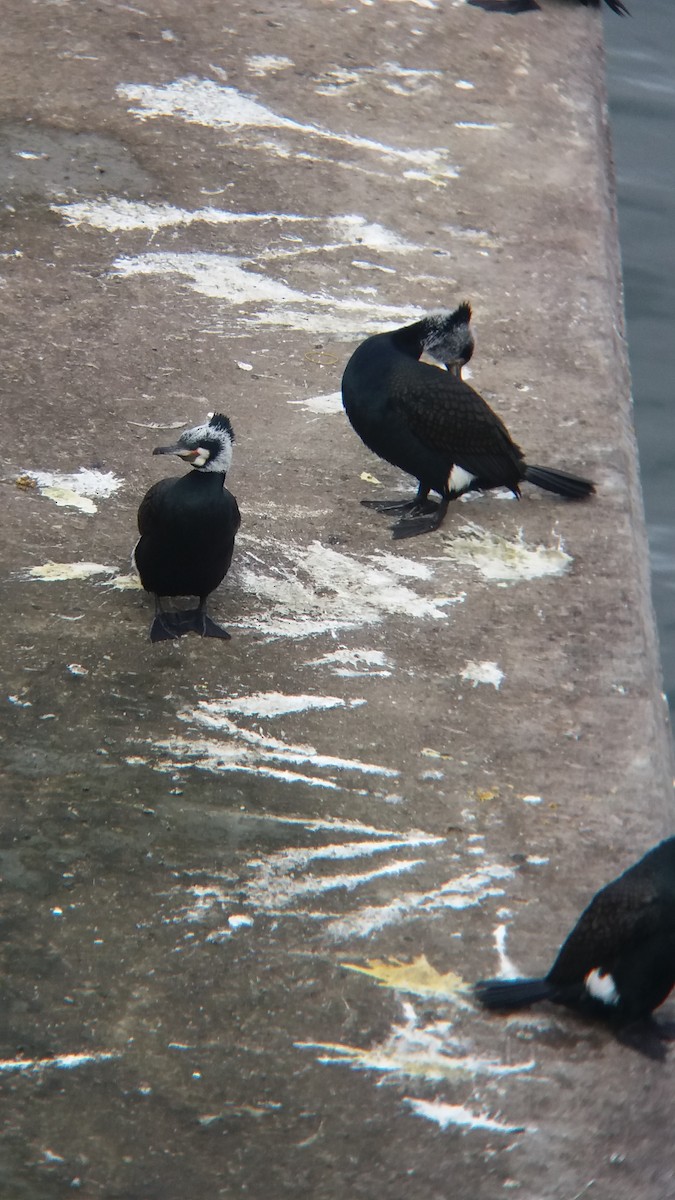 Great Cormorant - Ayşenur Akgün