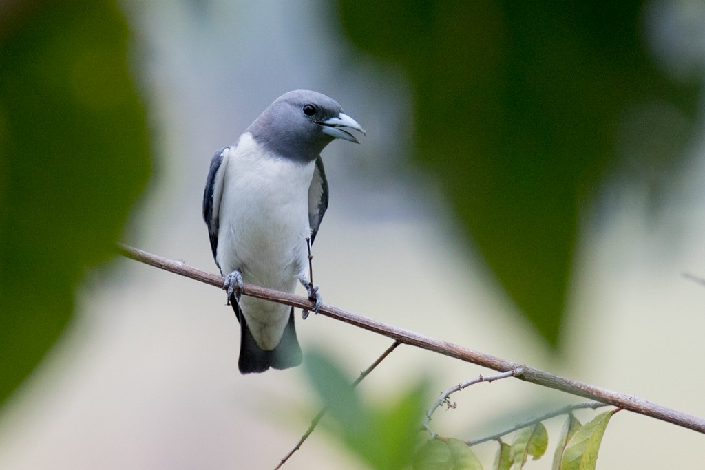 White-breasted Woodswallow - ML141119671