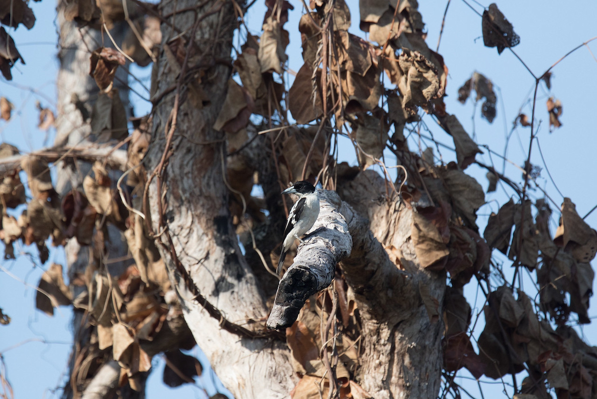 Black-backed Butcherbird - ML141119821