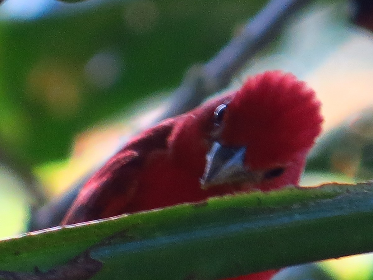 Summer Tanager - Maureen Howard