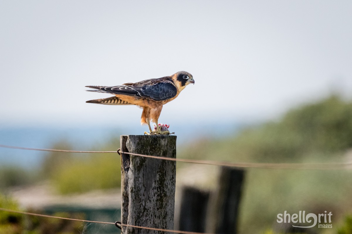 Australian Hobby - ML141120141