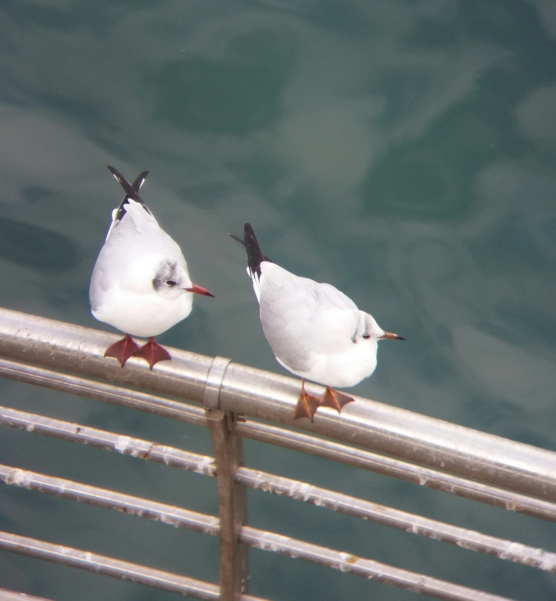 Black-headed Gull - ML141120321