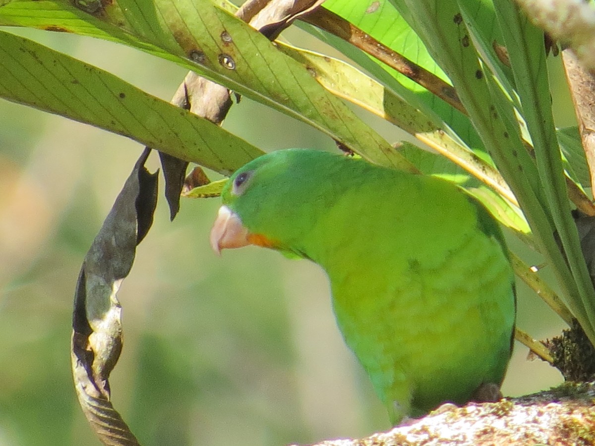 Orange-chinned Parakeet - ML141120551