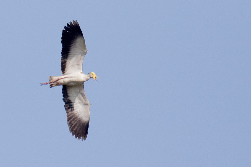 Masked Lapwing - ML141120781