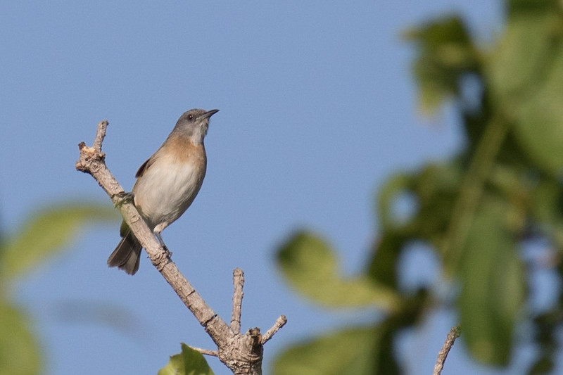 Rufous-banded Honeyeater - ML141120901