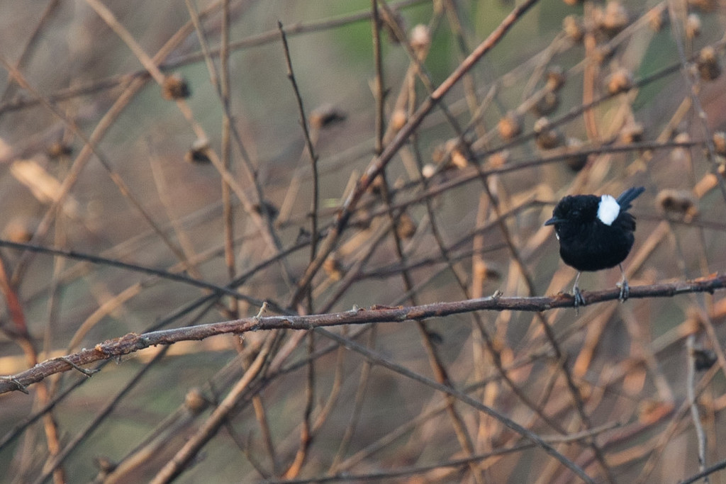 White-shouldered Fairywren - ML141121041