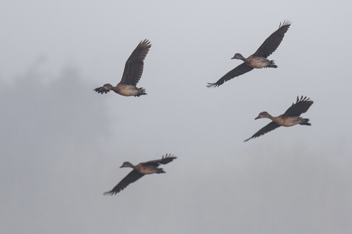 Spotted Whistling-Duck - ML141121061