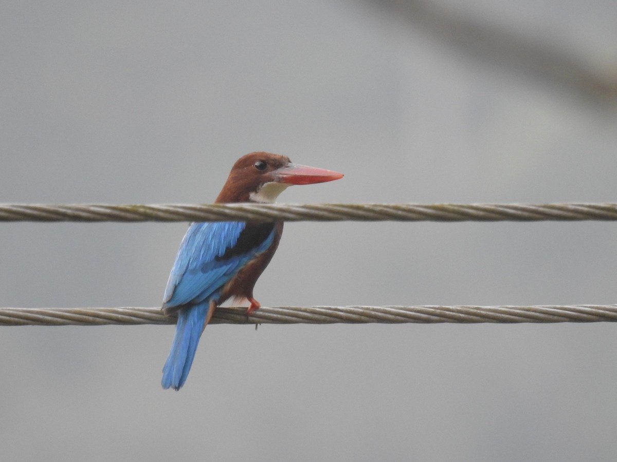 White-throated Kingfisher - Sreedevi A