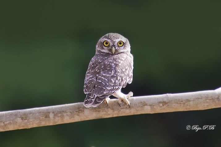 Spotted Owlet - ML141122991