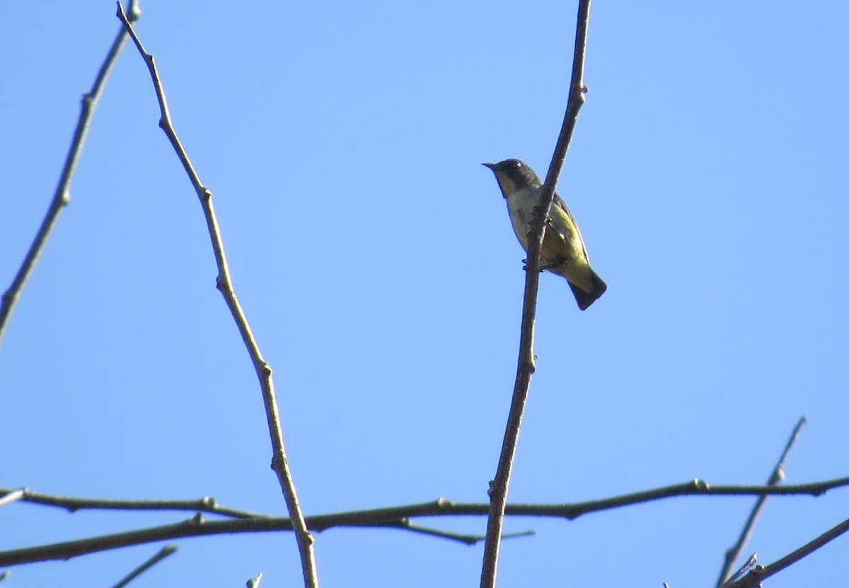 Pygmy Flowerpecker - ML141124151