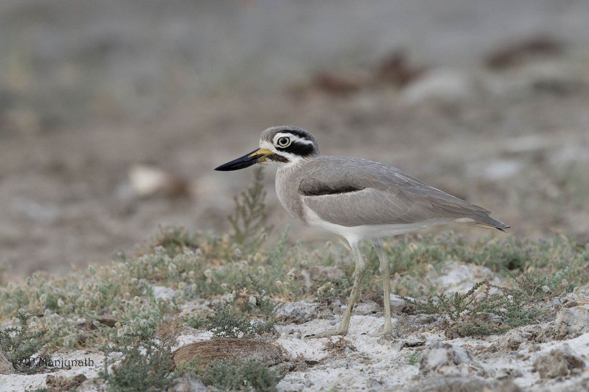 Great Thick-knee - Prabhakar Manjunath