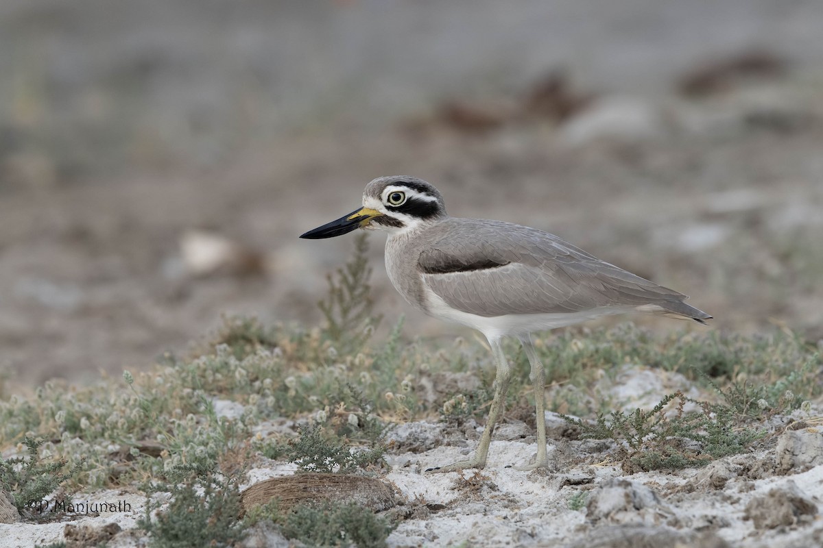 Great Thick-knee - ML141124371