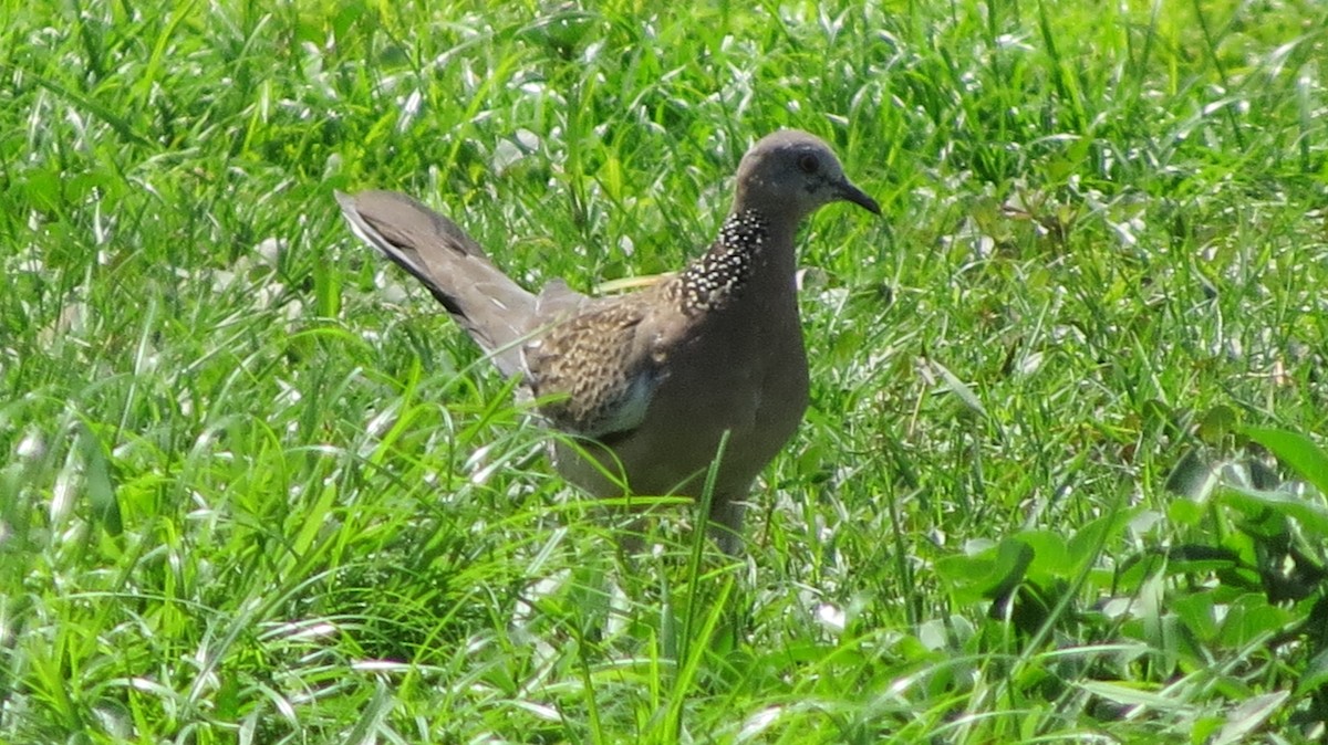 Spotted Dove - ML141124961