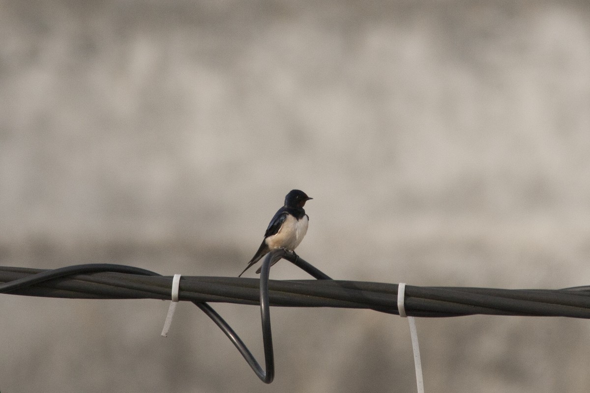 Barn Swallow - Joel Silva