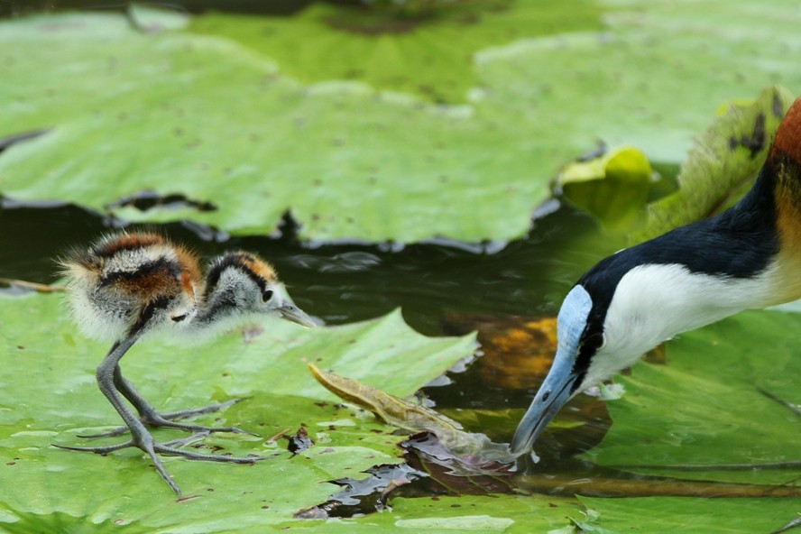 African Jacana - ML141125561