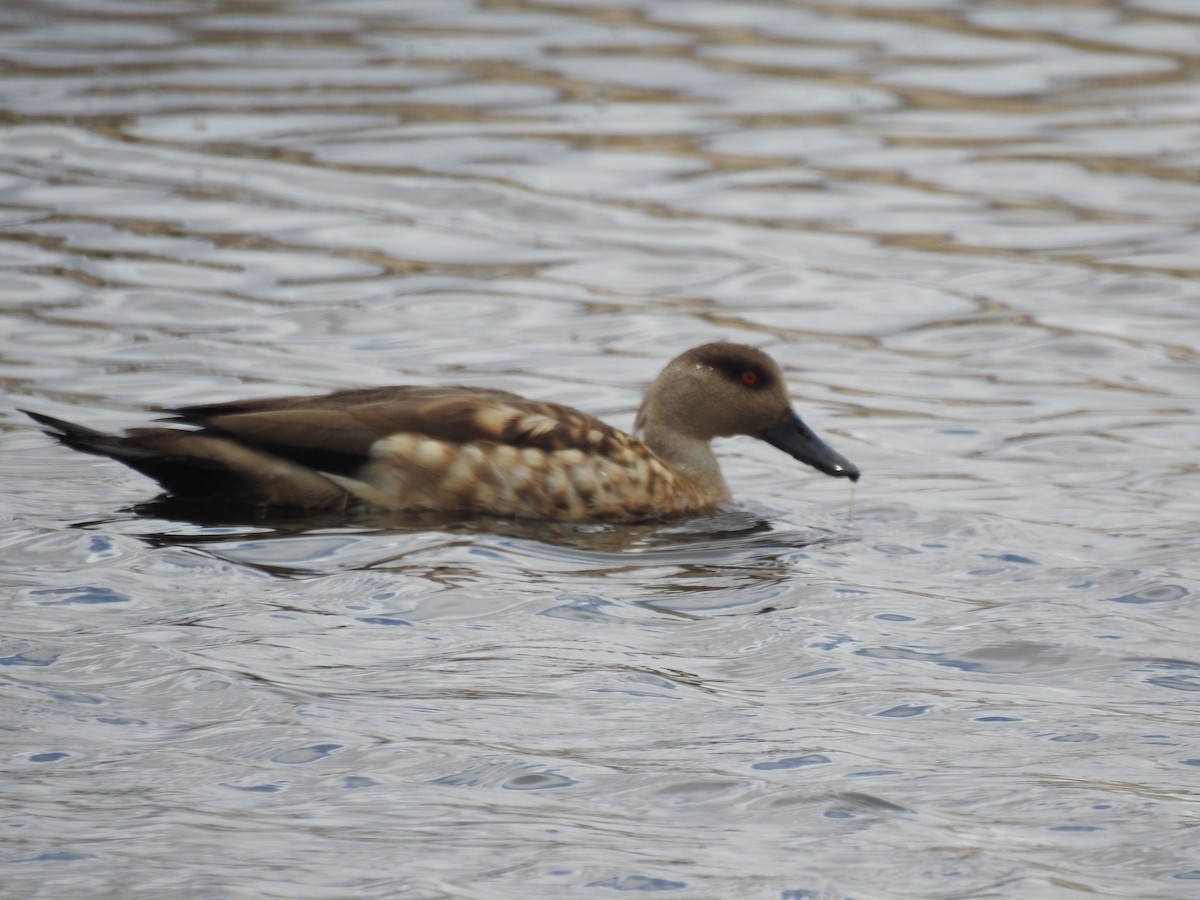 Crested Duck - Jhonson Klever Vizcarra Romero