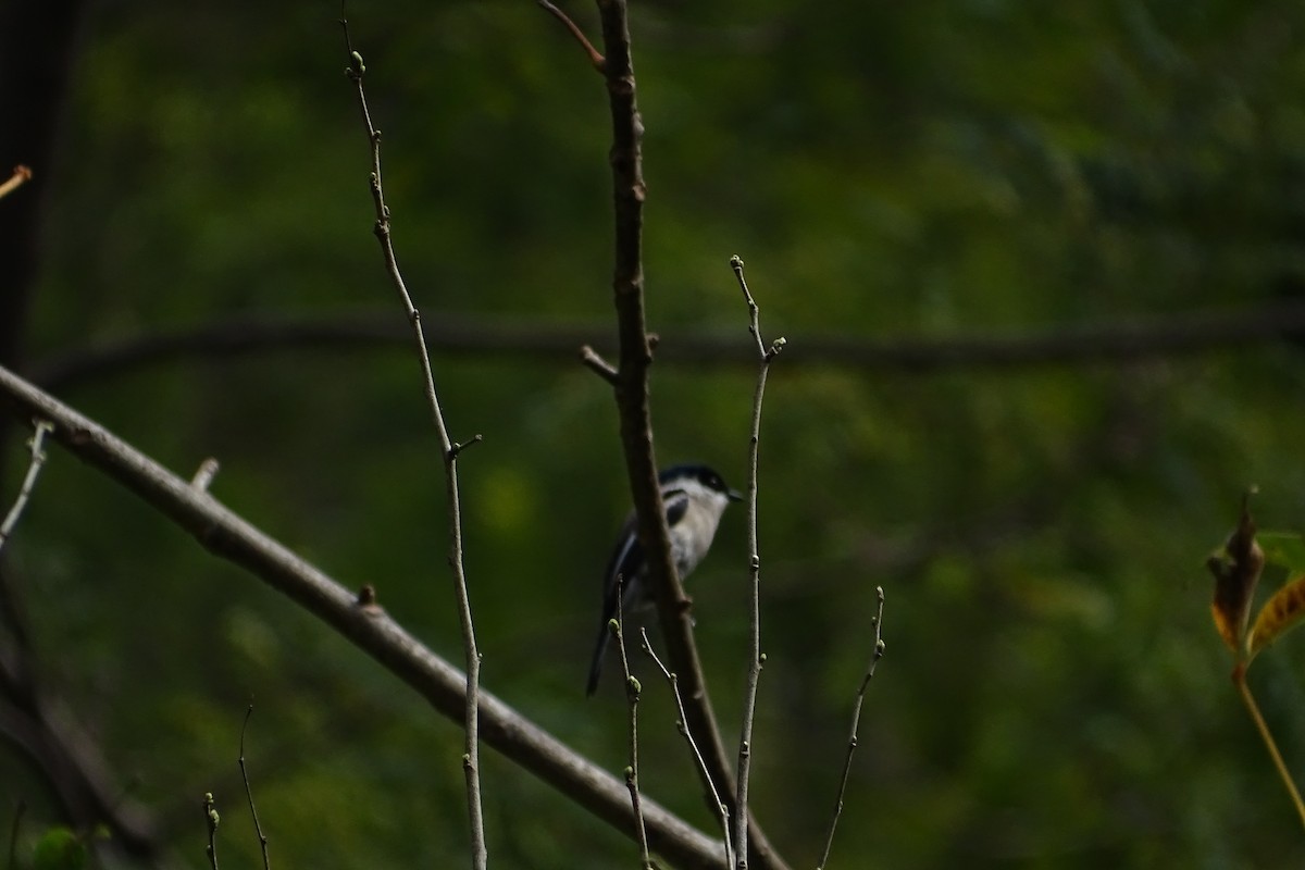 Bar-winged Flycatcher-shrike - ML141125801