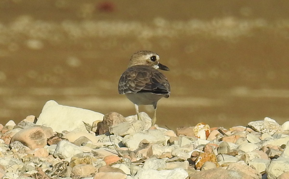 Greater Sand-Plover - ML141125971