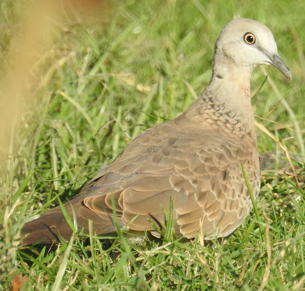 珠頸斑鳩 - ML141125981