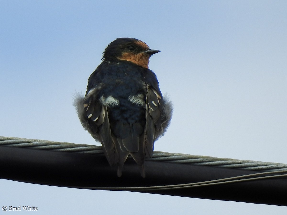 Welcome Swallow - ML141126031
