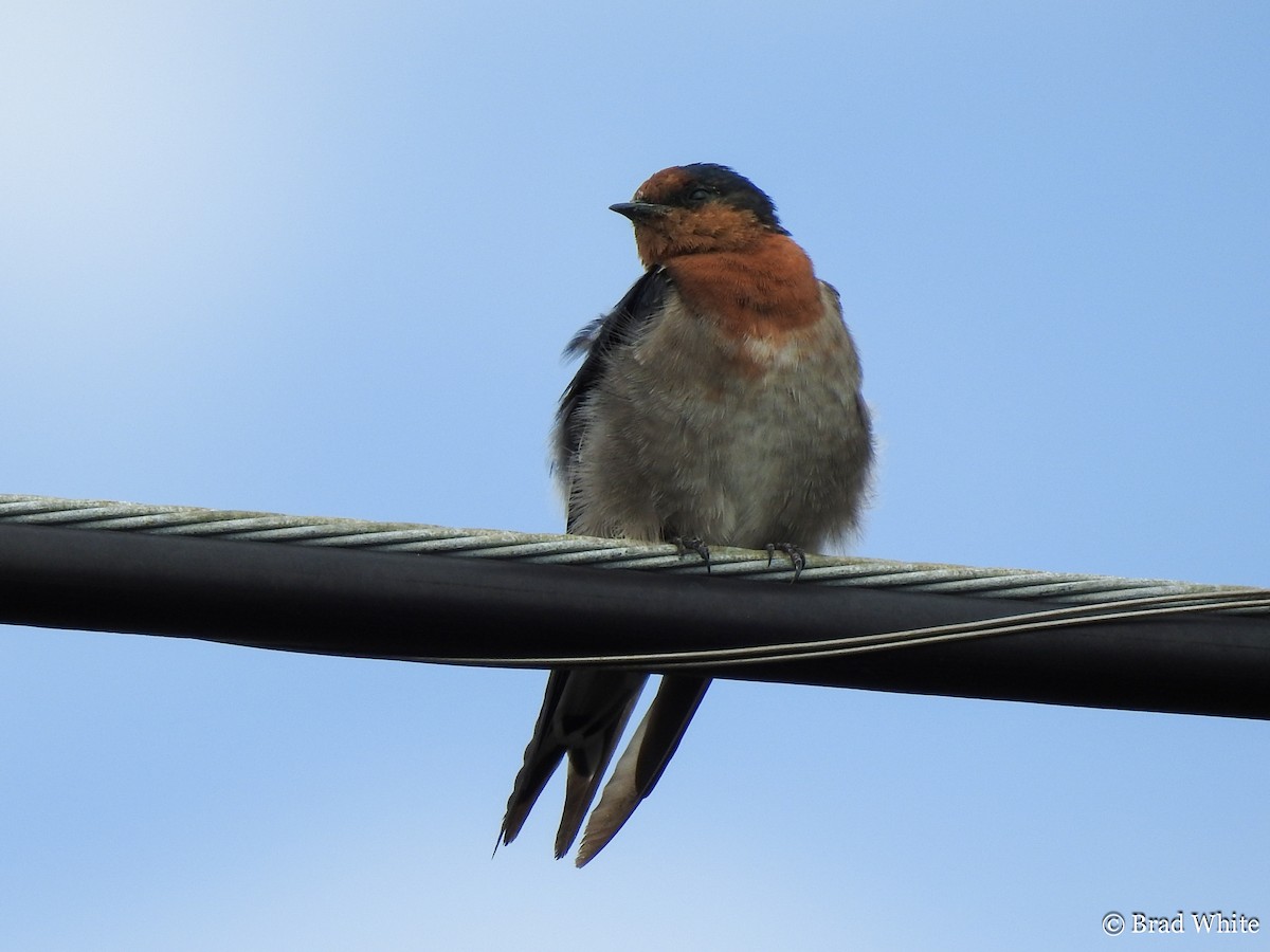 Welcome Swallow - ML141126071