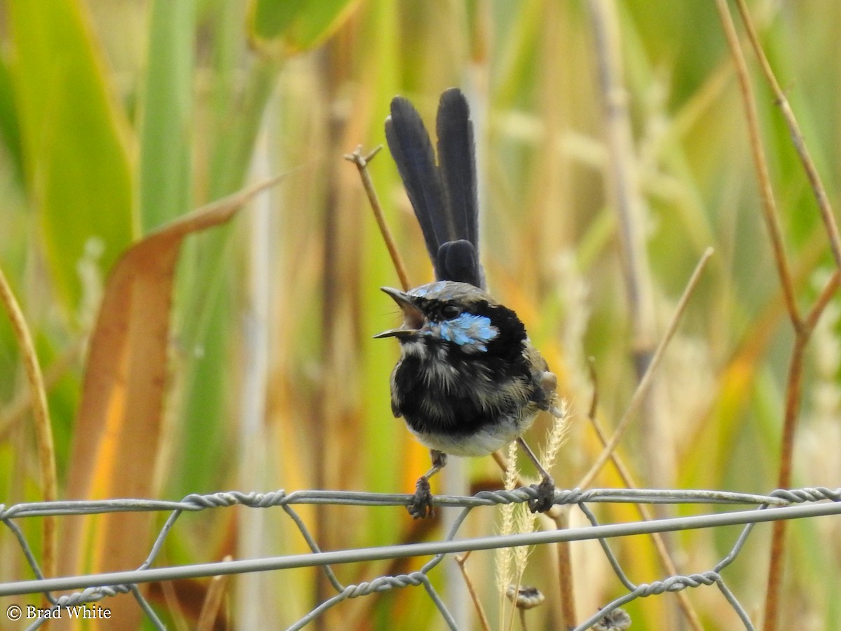 Superb Fairywren - ML141126101