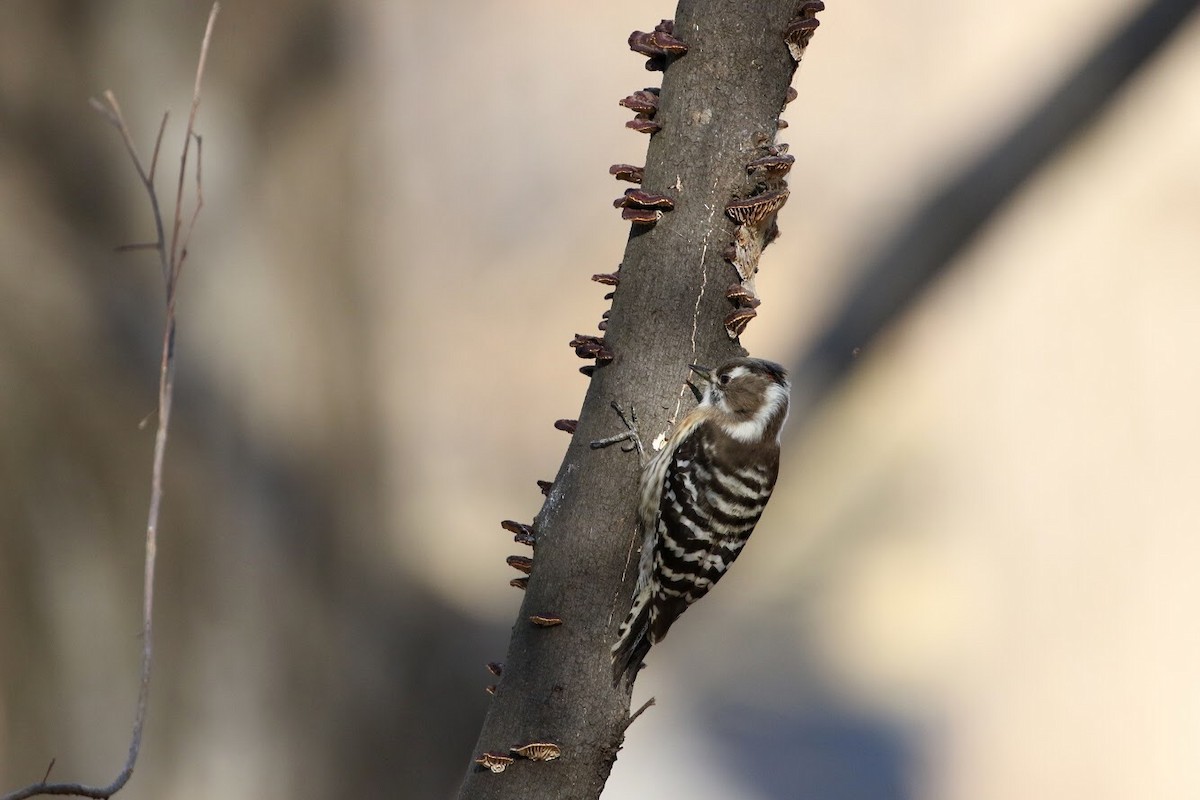 Japanese Pygmy Woodpecker - ML141126691