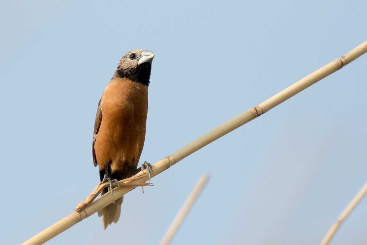 Gray-crowned Munia - ML141127211