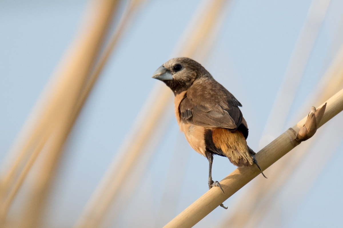Gray-crowned Munia - Robert Tizard