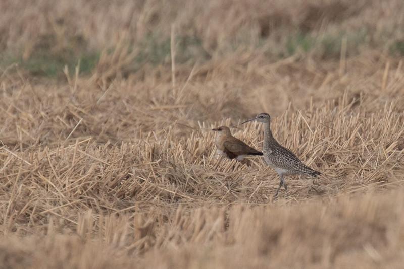 Little Curlew - ML141127291